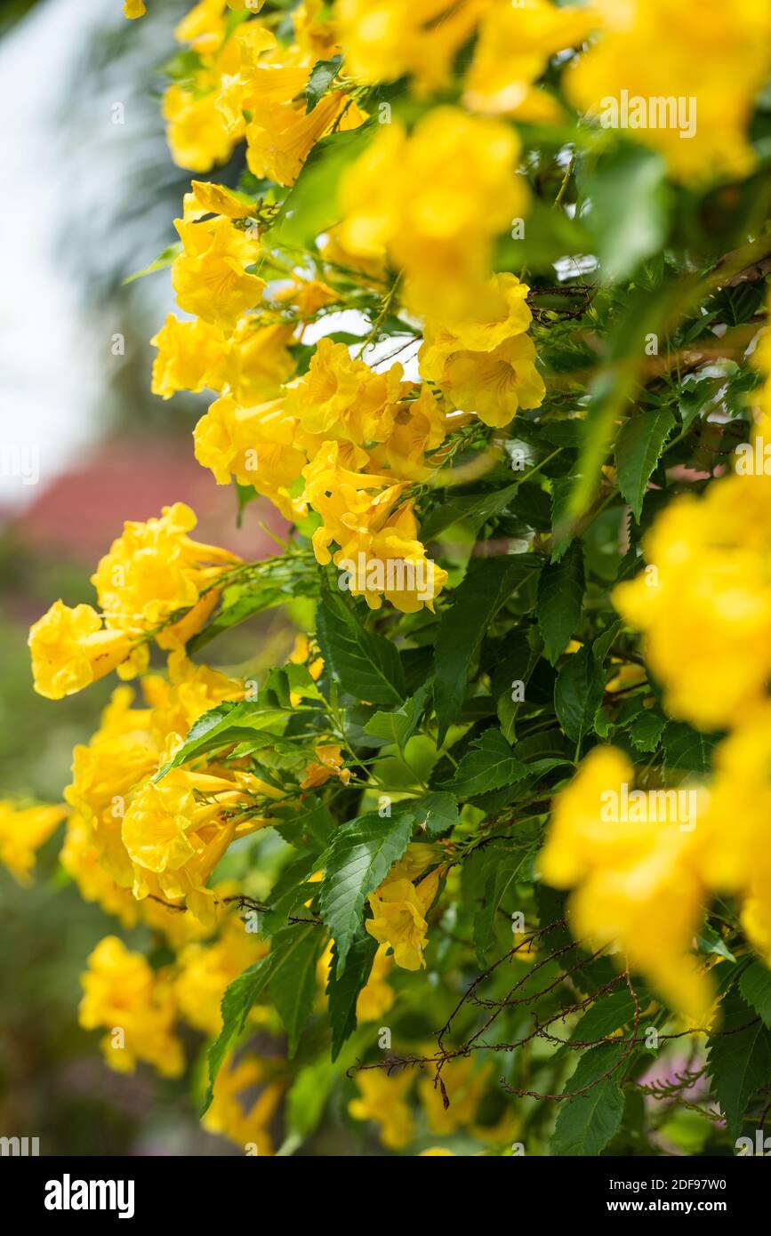 Exotic yellow flowers, Thailand Stock Photo