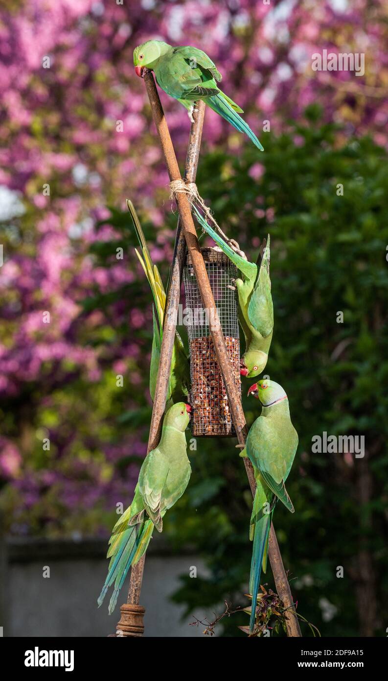 RoseRinged Parakeets (Perruches a Collier) an invasive specie that colonized Europeans gardens