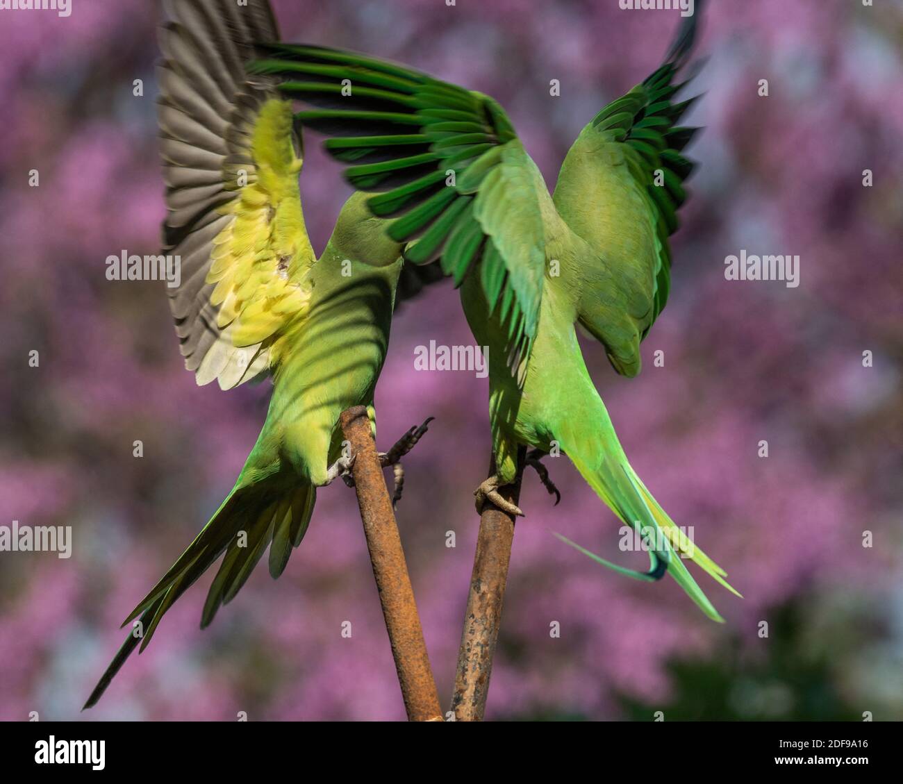 RoseRinged Parakeets (Perruches a Collier) an invasive specie that colonized Europeans gardens