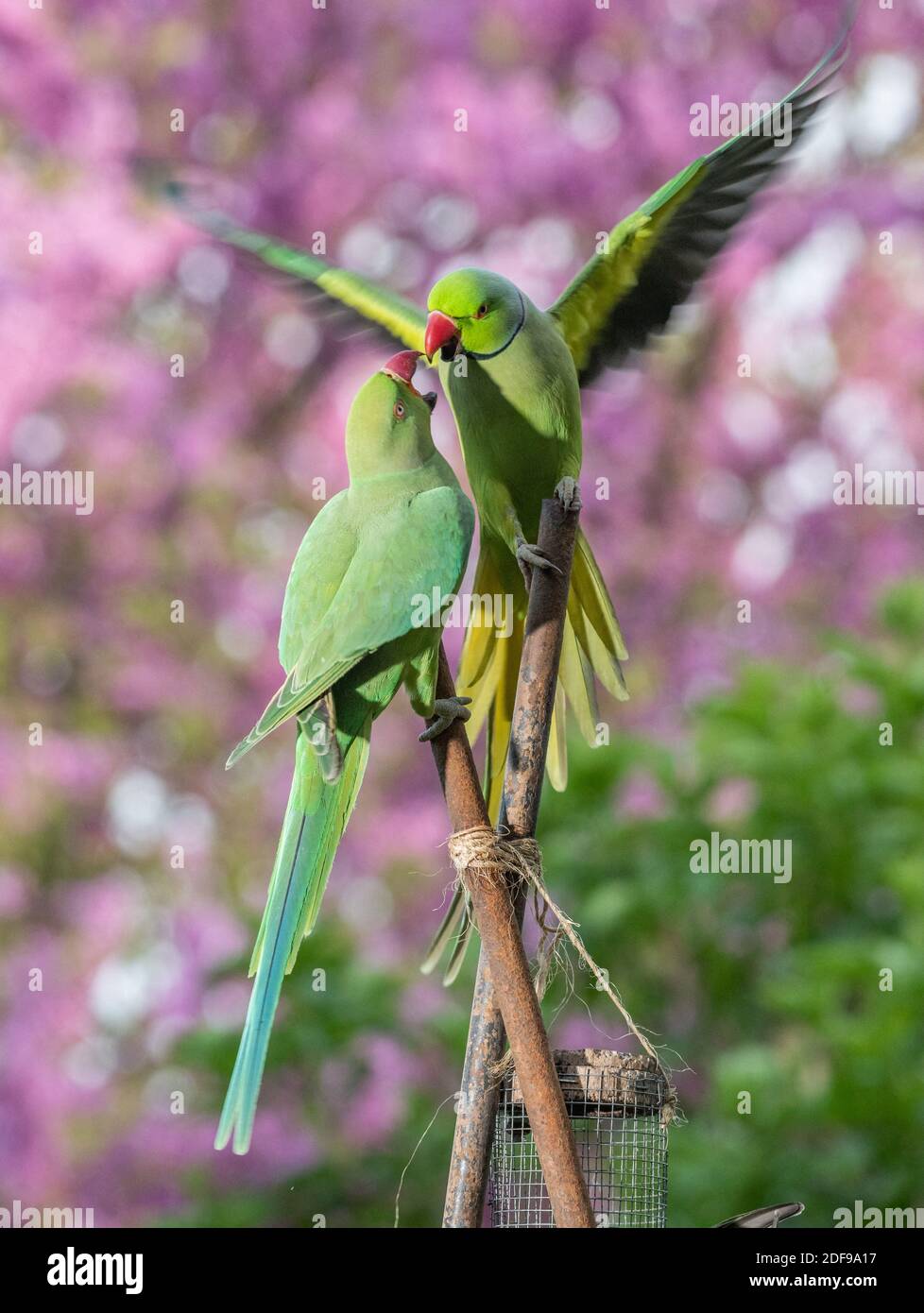 Perruche paris hires stock photography and images Alamy