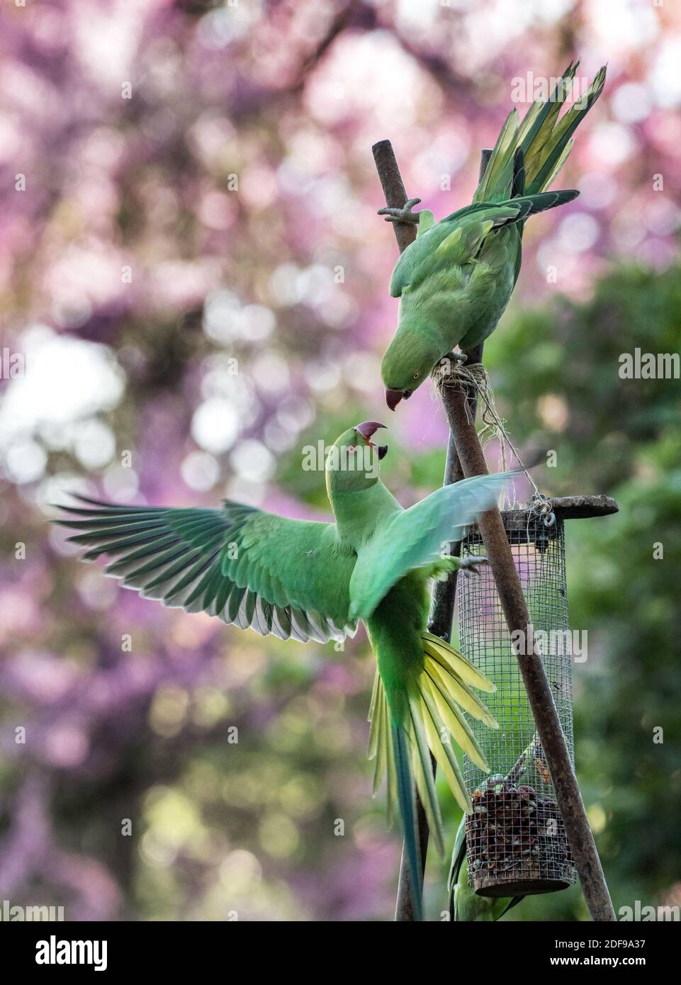 Perruche paris hires stock photography and images Alamy