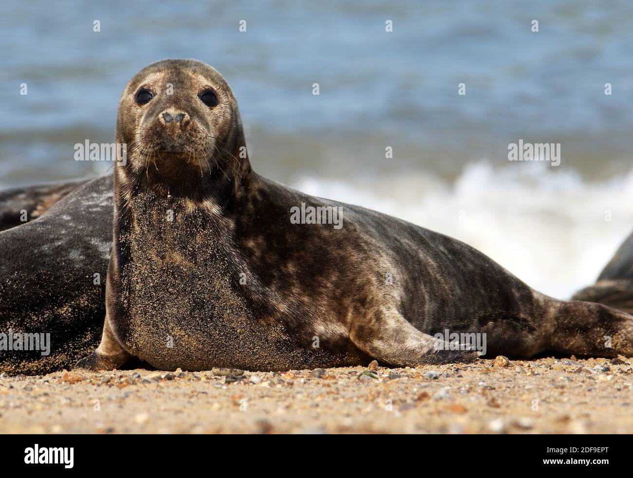 Grey Seal - Halichoerus grypus Stock Photo
