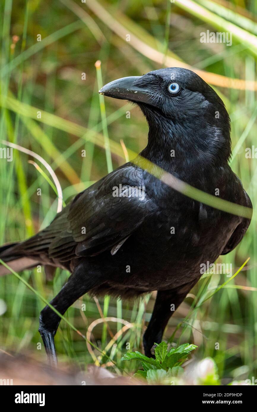 Two Torrseaian Crows (Corvus orru) fon the ground feeding on birds eggs stolen from nest. Queensland Australia. Stock Photo