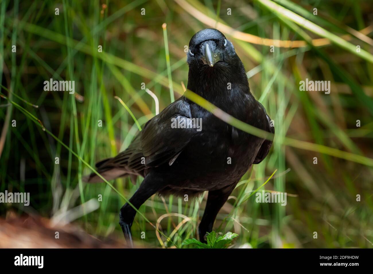 Two Torrseaian Crows (Corvus orru) fon the ground feeding on birds eggs stolen from nest. Queensland Australia. Stock Photo