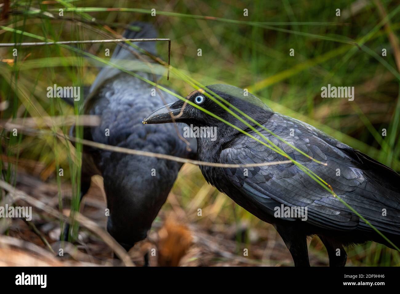 Australian torresian crow hires stock photography and images Alamy
