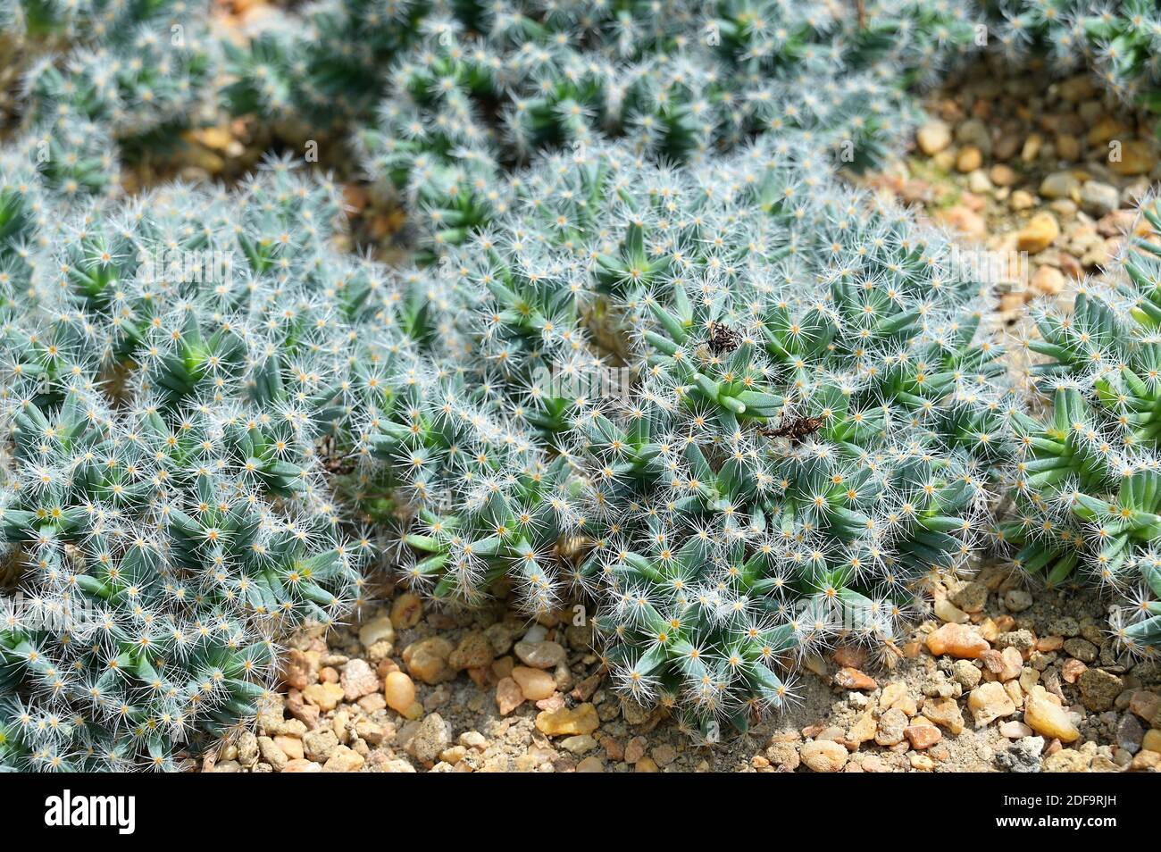 Cluster of Trichodiadema densum - small, short-stemmed succulents, in a  rock garden. Also known as African bonsai or miniature desert rose Stock  Photo - Alamy