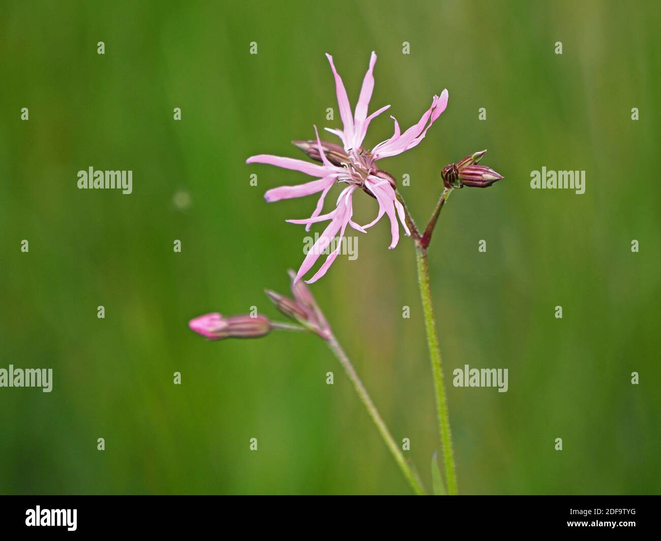 pink straggly flower of Ragged Robin (Silene flos-cuculi) with buds alongside contrast with green meadow background in Cumbria, England,UK Stock Photo