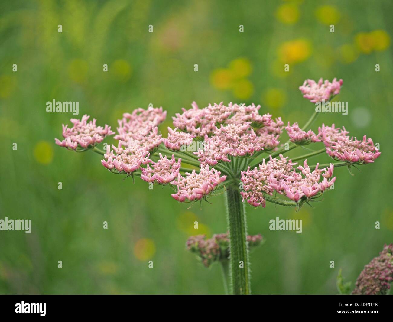 umbel of pink compound flowers of Common Hogweed or Cow parsnip (Heracleum sphondylium) with yellow buttercups in background in Cumbria, England,UK Stock Photo