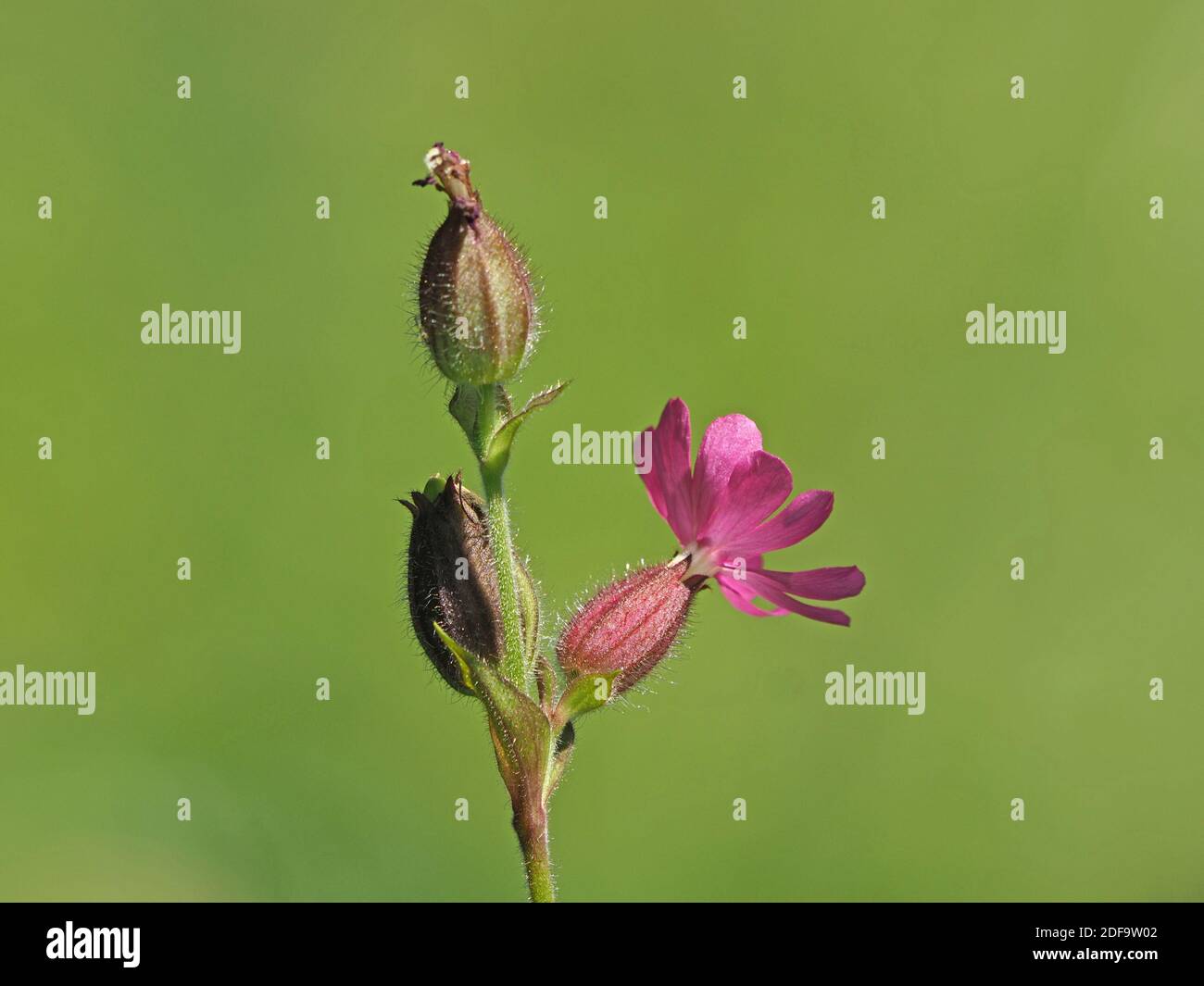 pink flower and buds of Red Campion (Silene dioica), aka red catchfly   with characteristic bladder and hairy stems in Cumbria, England, UK Stock Photo