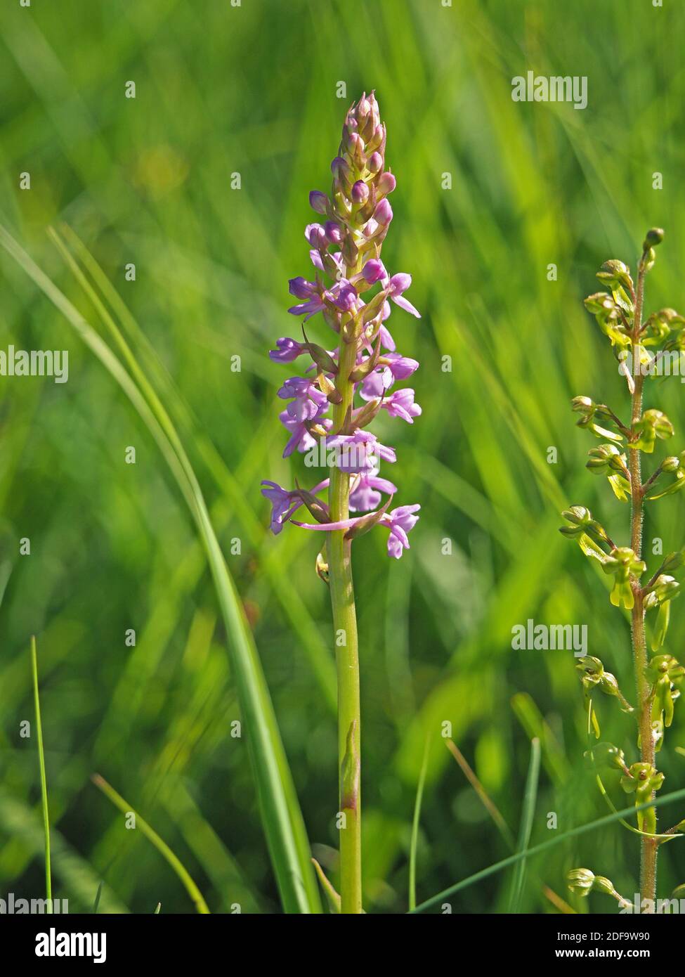 mass of pink flowers with long spurs on tall flowerspike of Fragrant Orchid (Gymnadenia conopsea) at Cumbria Wildlife Trust Reserve, England UK Stock Photo