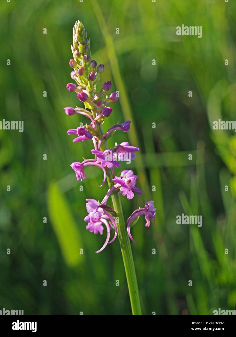mass of pink flowers with long spurs on tall flowerspike of Fragrant Orchid (Gymnadenia conopsea) at Cumbria Wildlife Trust Reserve, England UK Stock Photo