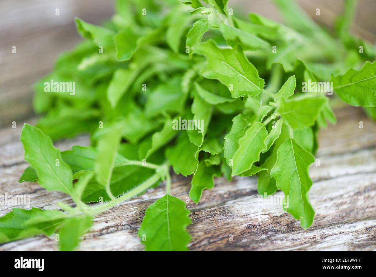 Holy basil leaf nature vegetable garden on wooden table kitchen