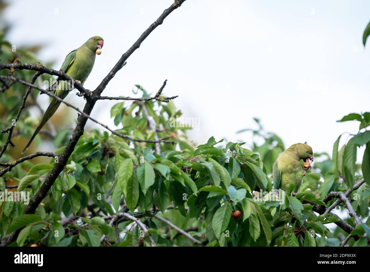 RoseRinged Parakeets (Perruches a Collier) an invasive specie that colonized Europeans gardens