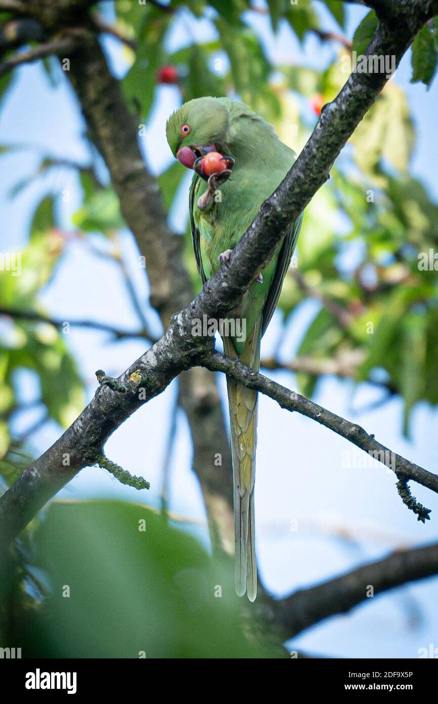 RoseRinged Parakeets (Perruches a Collier) an invasive specie that colonized Europeans gardens