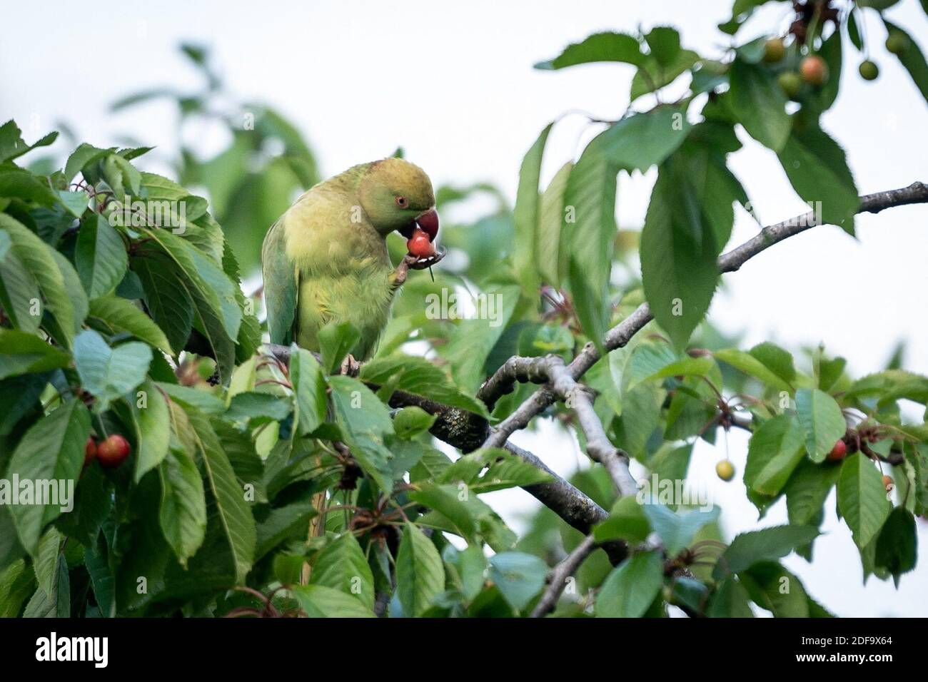 RoseRinged Parakeets (Perruches a Collier) an invasive specie that colonized Europeans gardens