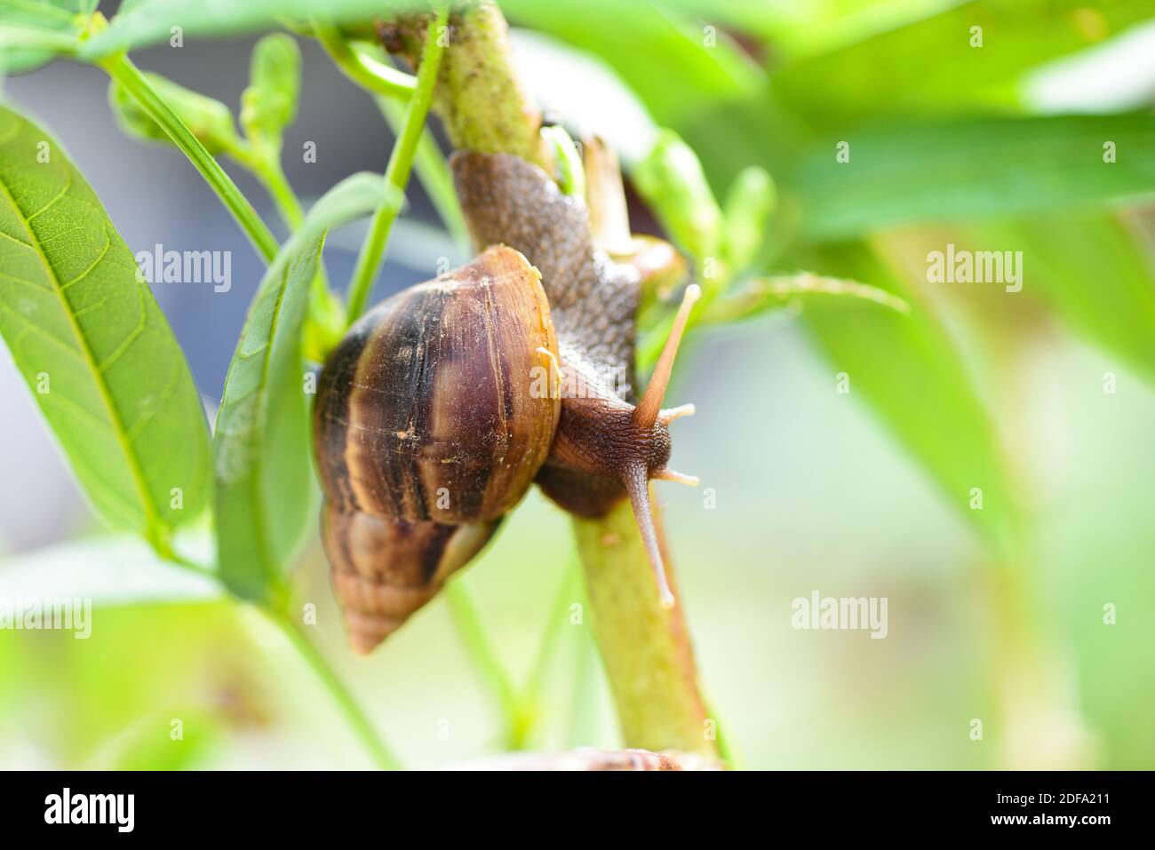 Snail in shell crawling on plant tree, summer day in garden snail Stock Photo