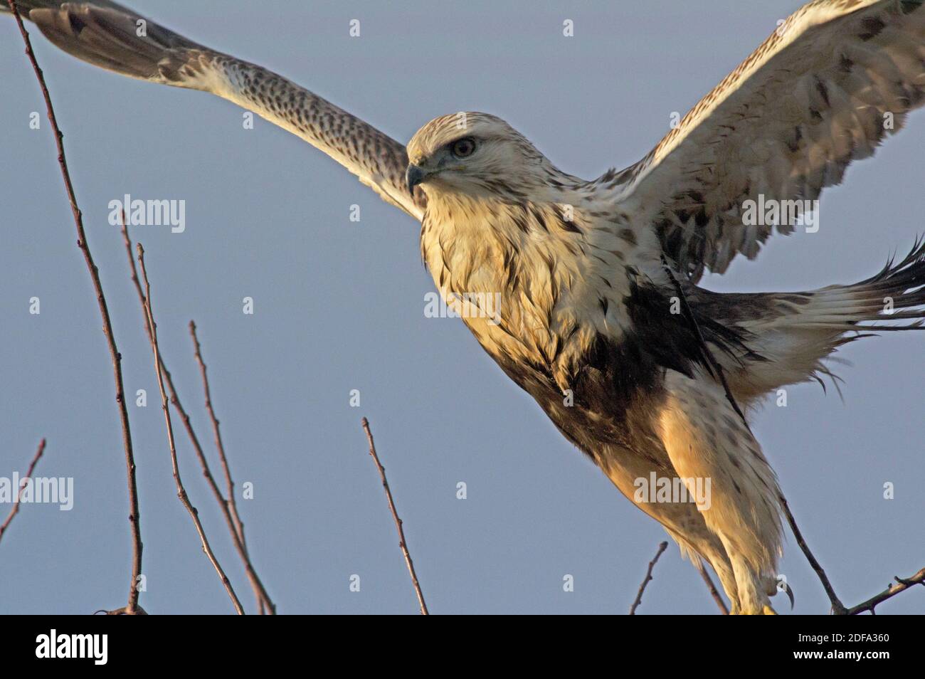 Rough legged hawk Stock Photo
