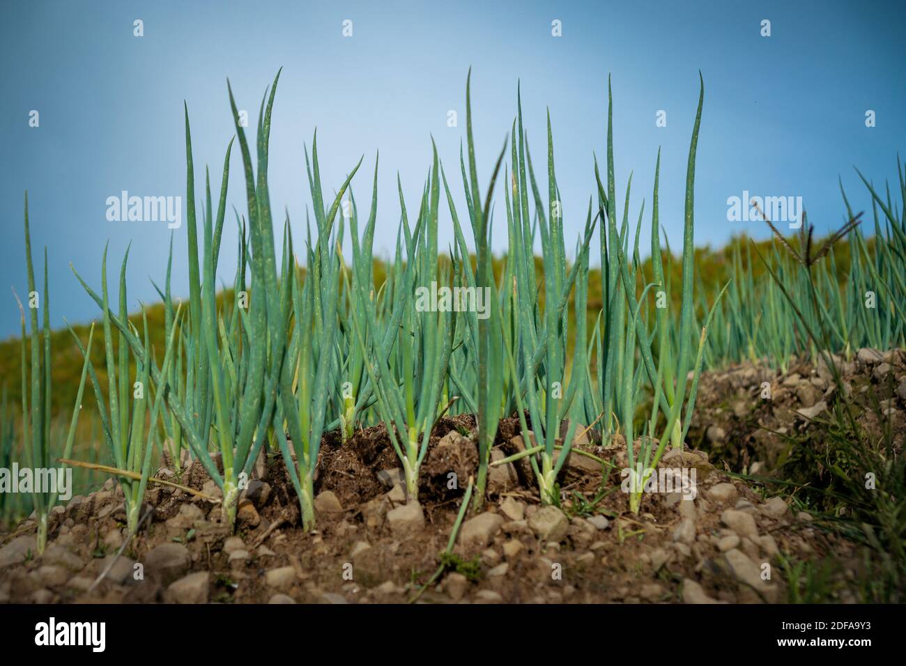 How to grow onion plant hi-res stock photography and images - Alamy