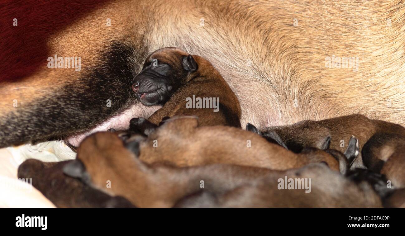 Newborn Belgian Malinois puppies Stock Photo