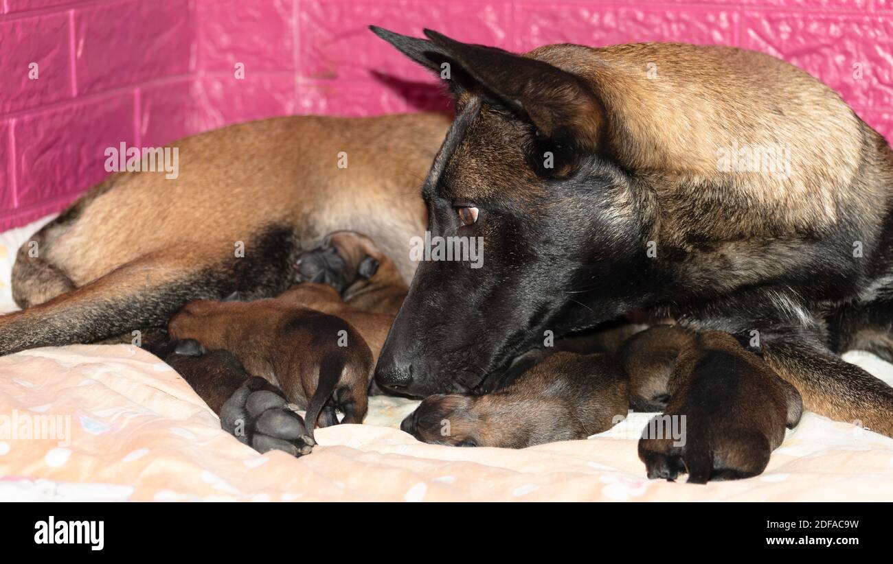 Newborn Belgian Malinois puppies Stock Photo