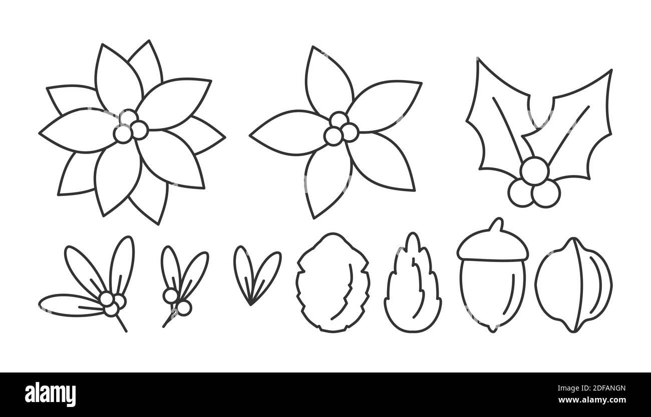 set-of-christmas-flower-poinsettia-acorn-cones-mistletoe-linear-templates-winter-berries-leaves-floral-traditional-symbol-new-year-holiday-decor-elements-isolated-on-white-vector-illustration-stock-vector-image-art