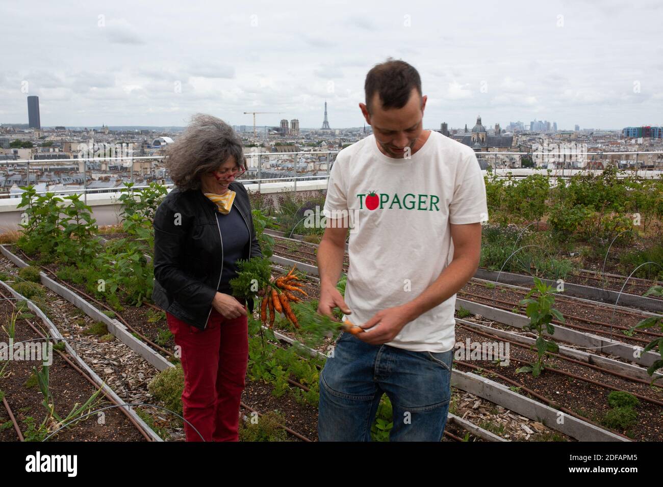 Staff of the company Topager works to harvest fruits and vegetables on the shared gardens on the roof of the Opera Bastille, where the roofs of Paris are visible. The team is composed of gardener and landscaper. On June 9, 2020 in Paris, France. Photo by Raphael Lafargue/ABACAPRESS.COM Projet d’Agriculture Urbaine Opéra 4 Saisons porté par Topager sur les toits de l’Opéra Bastille Stock Photo