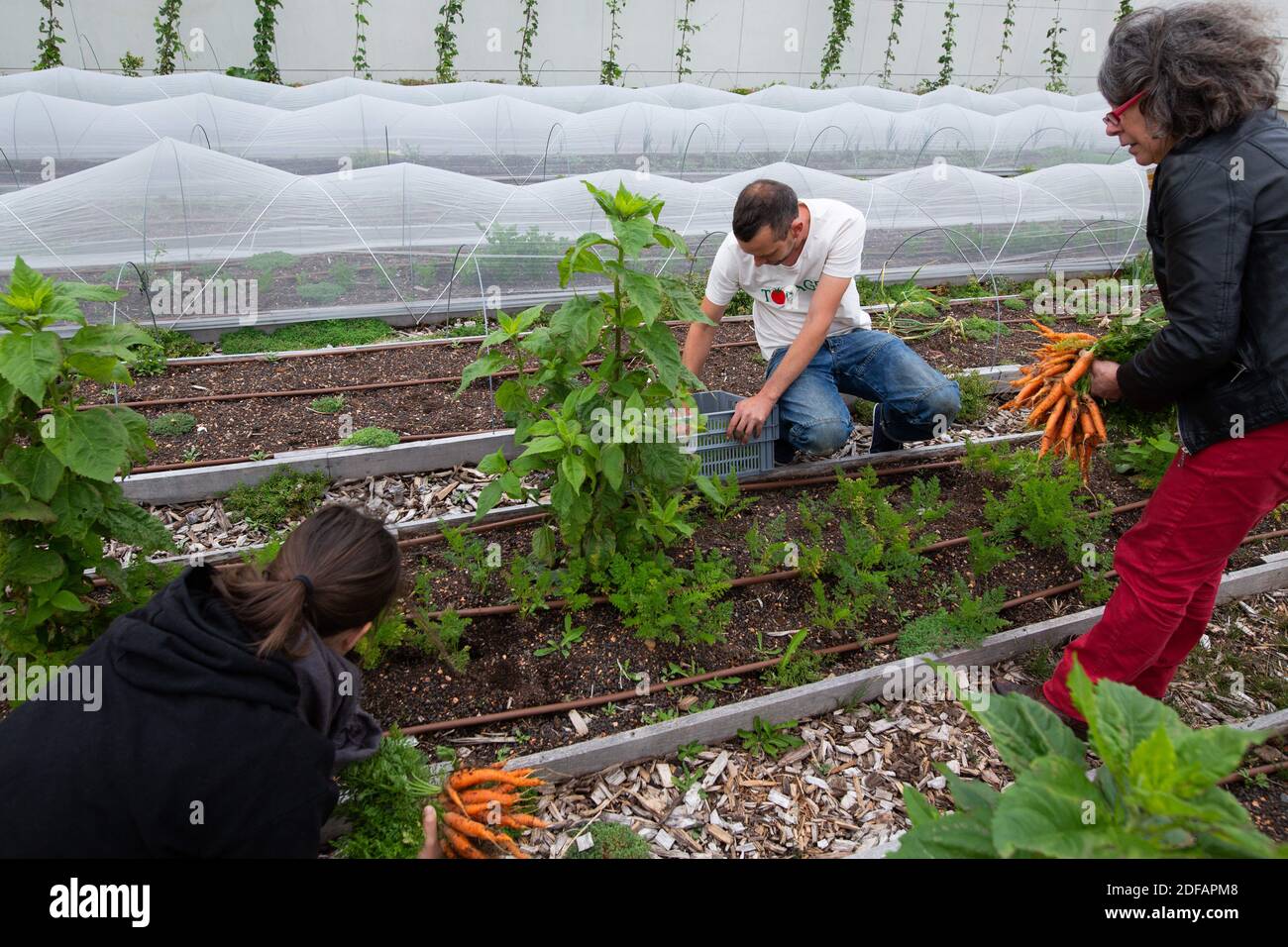 Staff of the company Topager works to harvest fruits and vegetables such as carrots on the shared gardens on the roof of the Opera Bastille, where the roofs of Paris are visible. The team is composed of gardener and landscaper. On June 9, 2020 in Paris, France. Photo by Raphael Lafargue/ABACAPRESS.COM Projet d’Agriculture Urbaine Opéra 4 Saisons porté par Topager sur les toits de l’Opéra Bastille Stock Photo