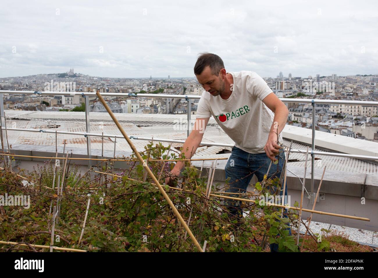 Staff of the company Topager works to harvest fruits and vegetables on the shared gardens on the roof of the Opera Bastille, where the roofs of Paris are visible. The team is composed of gardener and landscaper. On June 9, 2020 in Paris, France. Photo by Raphael Lafargue/ABACAPRESS.COM Projet d’Agriculture Urbaine Opéra 4 Saisons porté par Topager sur les toits de l’Opéra Bastille Stock Photo
