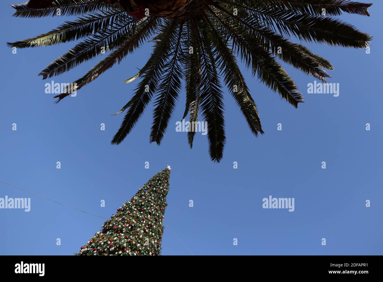 Corona Christmas Palm Tree