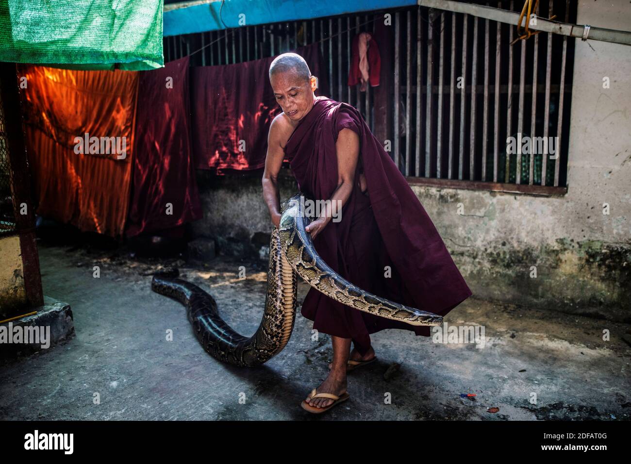 Как открыть змея геншин. Бирманский тигровый питон. Монах Монк Мьянма.