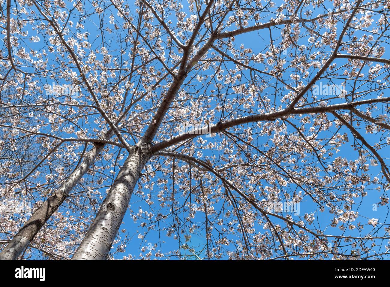 Cherry Trees Blossom at High Park, Toronto, Canada Stock Photo Alamy