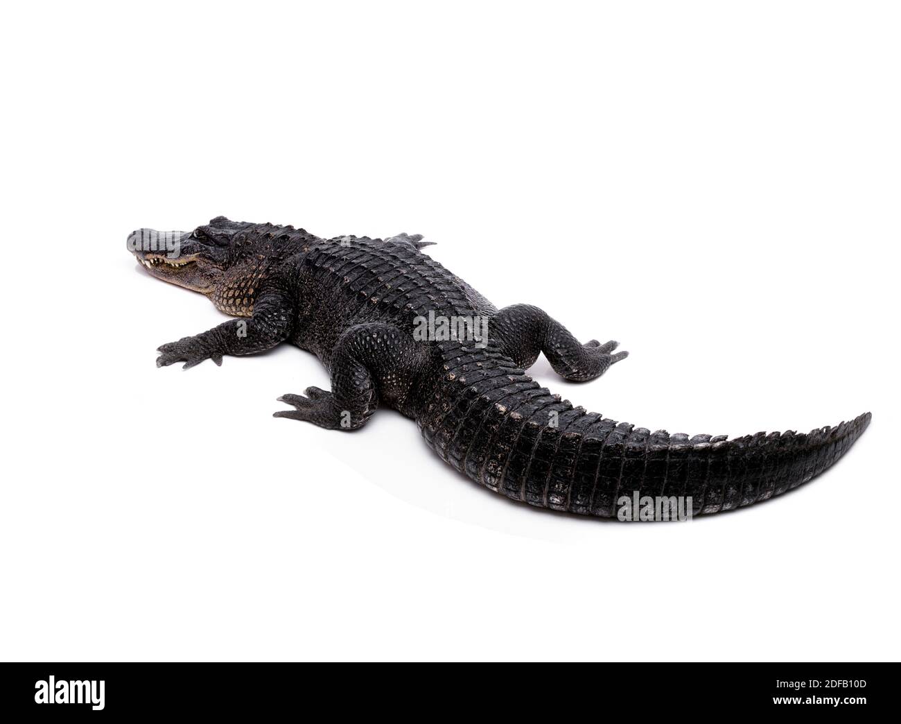AMERICAN ALLIGATOR (Alligator mississippiensis) - studio shot Stock Photo