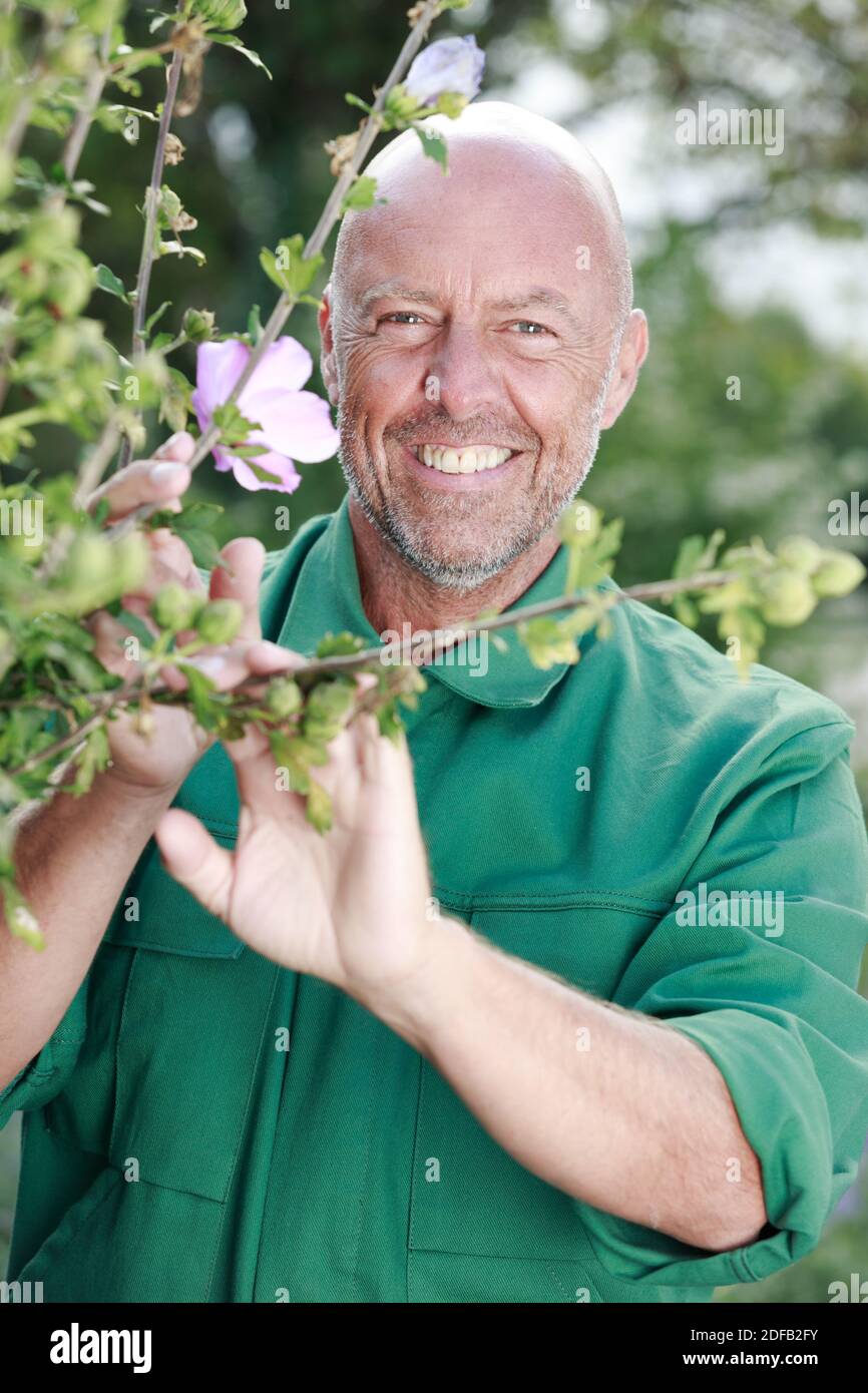 mature male gardener by plant in bloom Stock Photo