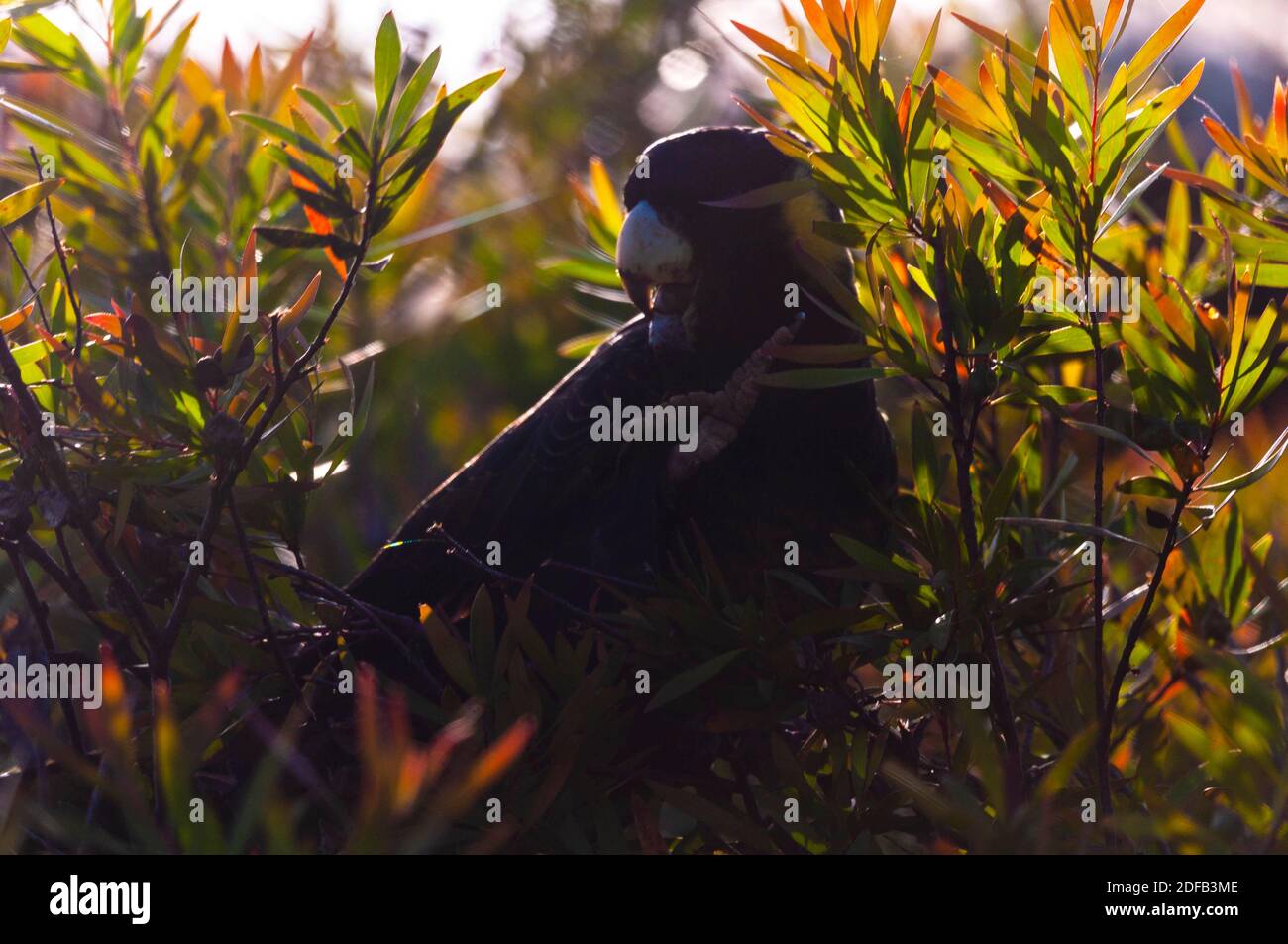 Yellow Tailed Black Cockatoo Stock Photo Alamy