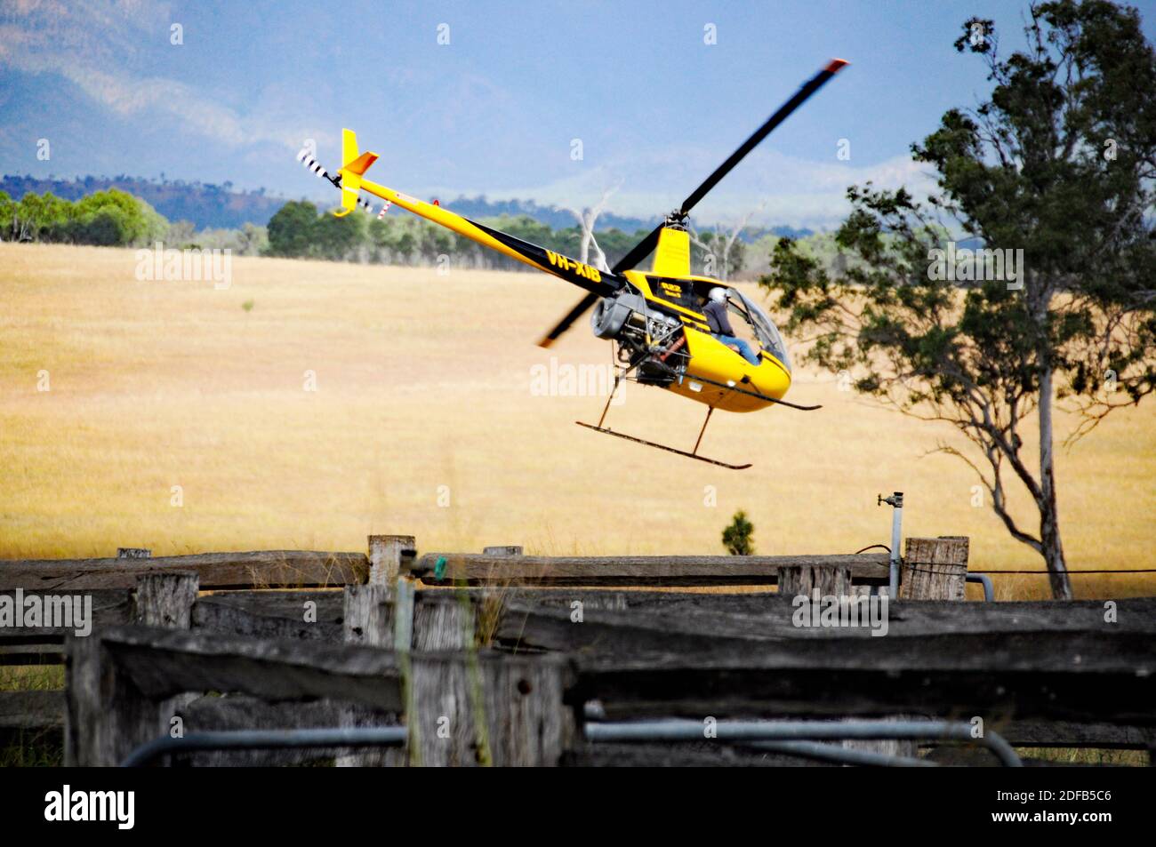 HELICOPTER MUSTERING CATTLE Stock Photo Alamy