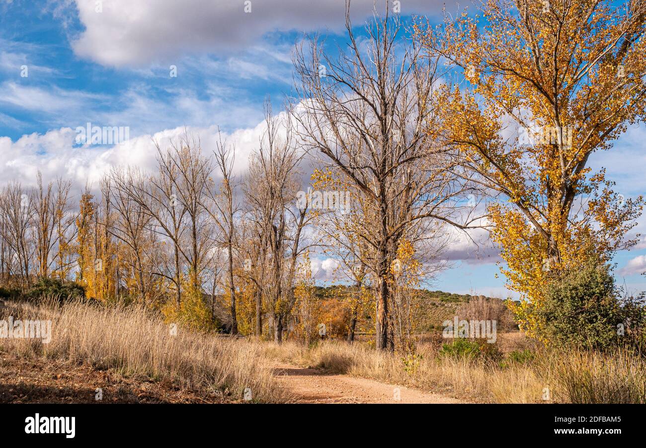 A beautiful view of the golden trees gleaming under the cloudy sky in a ...