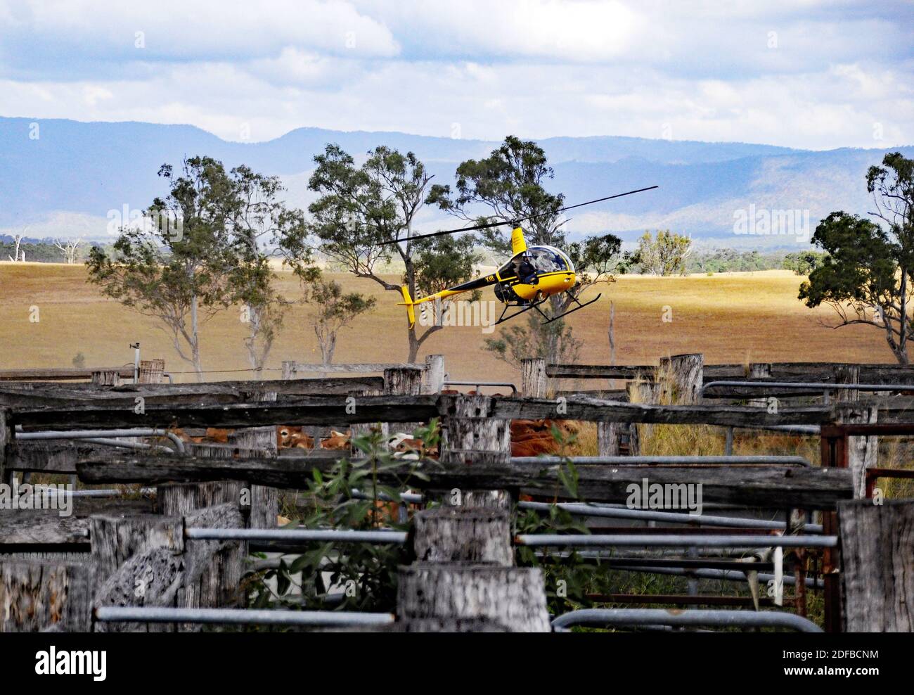Helicopter mustering cattle hires stock photography and images Alamy