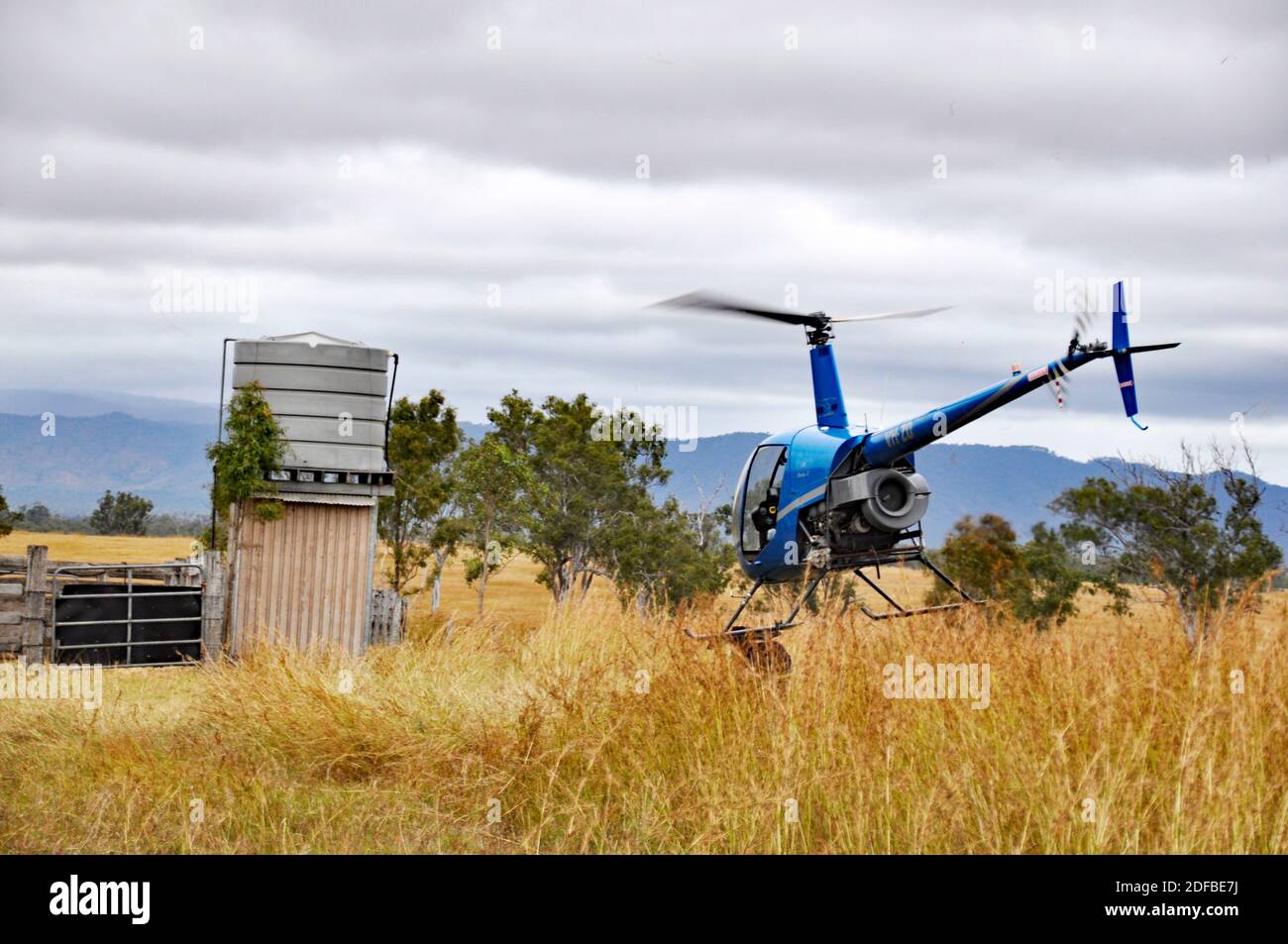 HELICOPTER MUSTERING CATTLE Stock Photo Alamy