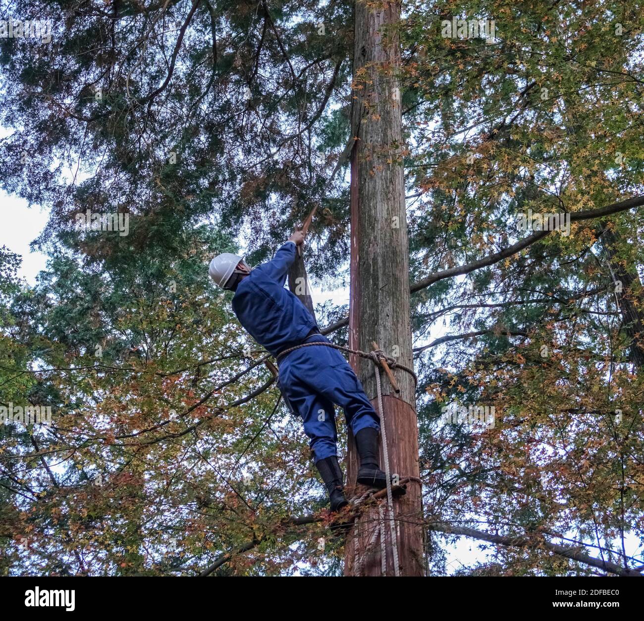 Cypress bark (hiwada) harvesting, a Japanese traditional architectural 
