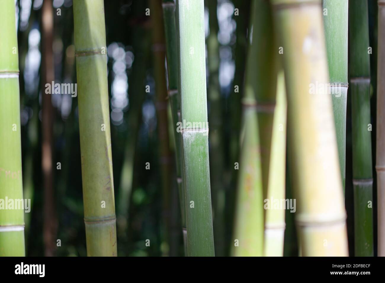 Bamboo stalks in bamboo grove Stock Photo Alamy