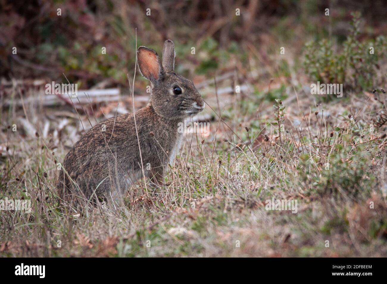 Small Bush Bunny in Bodega California Stock Photo