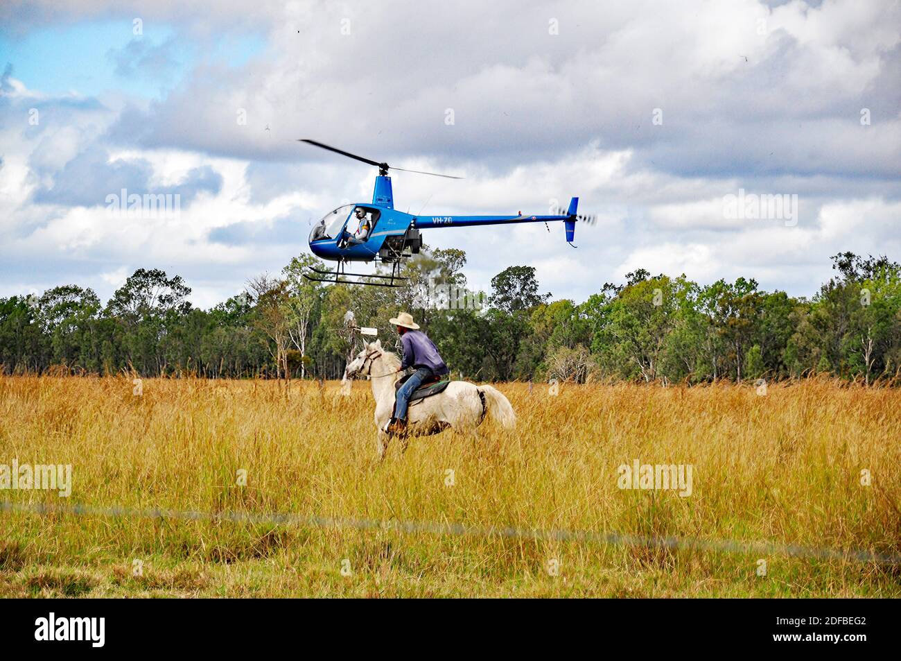 HELICOPTER MUSTERING CATTLE Stock Photo Alamy