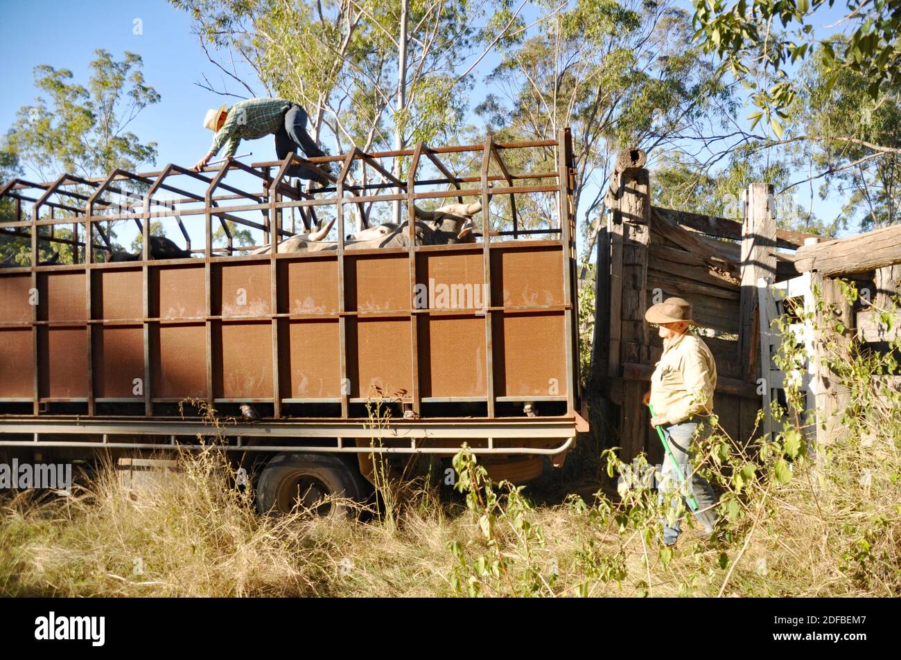 LOADING WILD CATTLE Stock Photo - Alamy