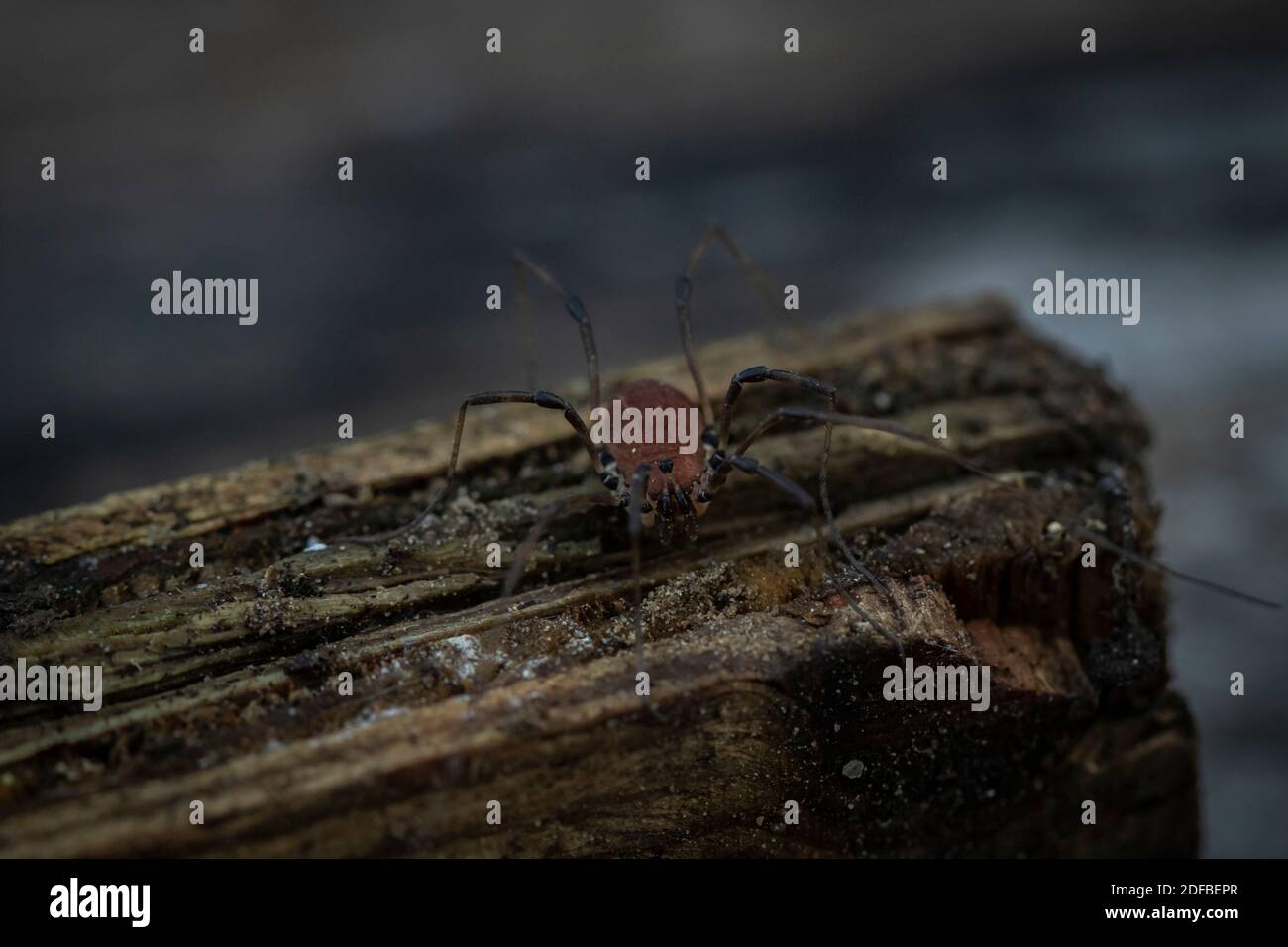 Spider close up Stock Photo - Alamy