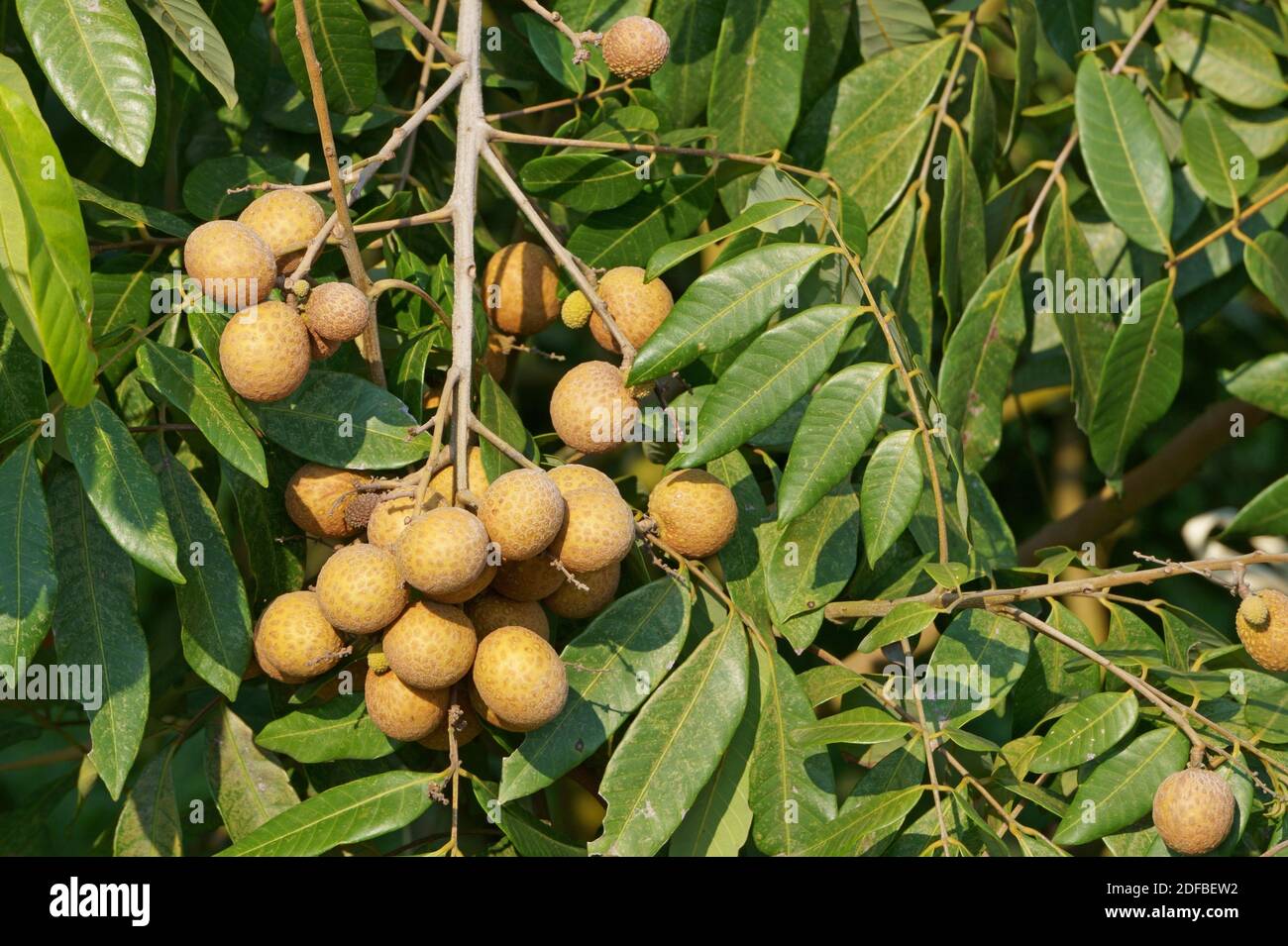 Bunch of ripe longan fruits on green leaf background Stock Photo