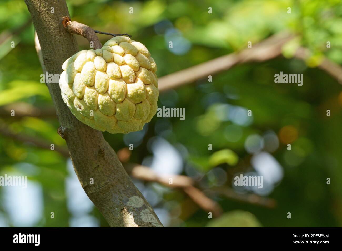 Close up of ripe sugar apple fruit in the garden Stock Photo