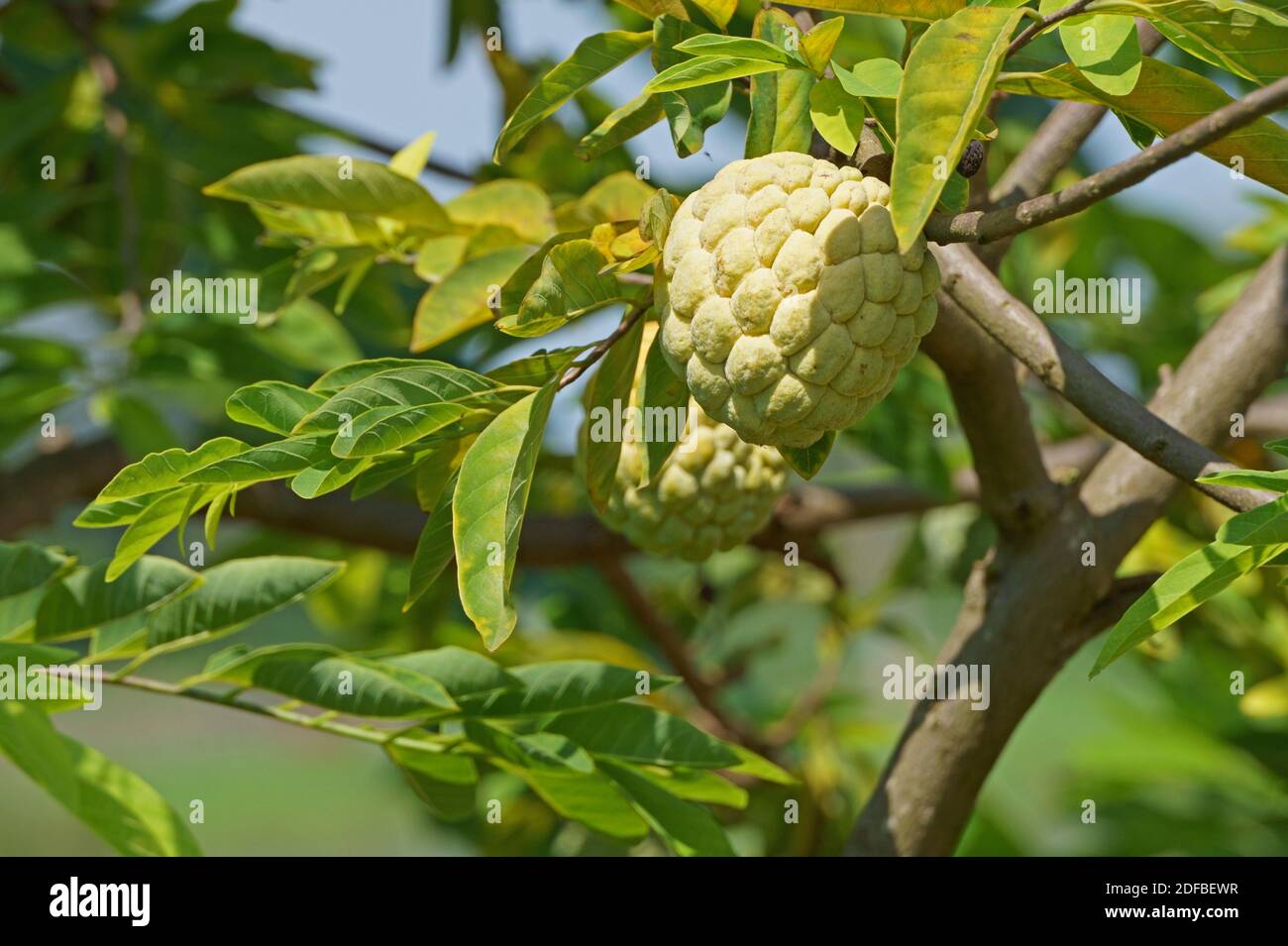 Sugar apple fruit on tree in the morning Stock Photo