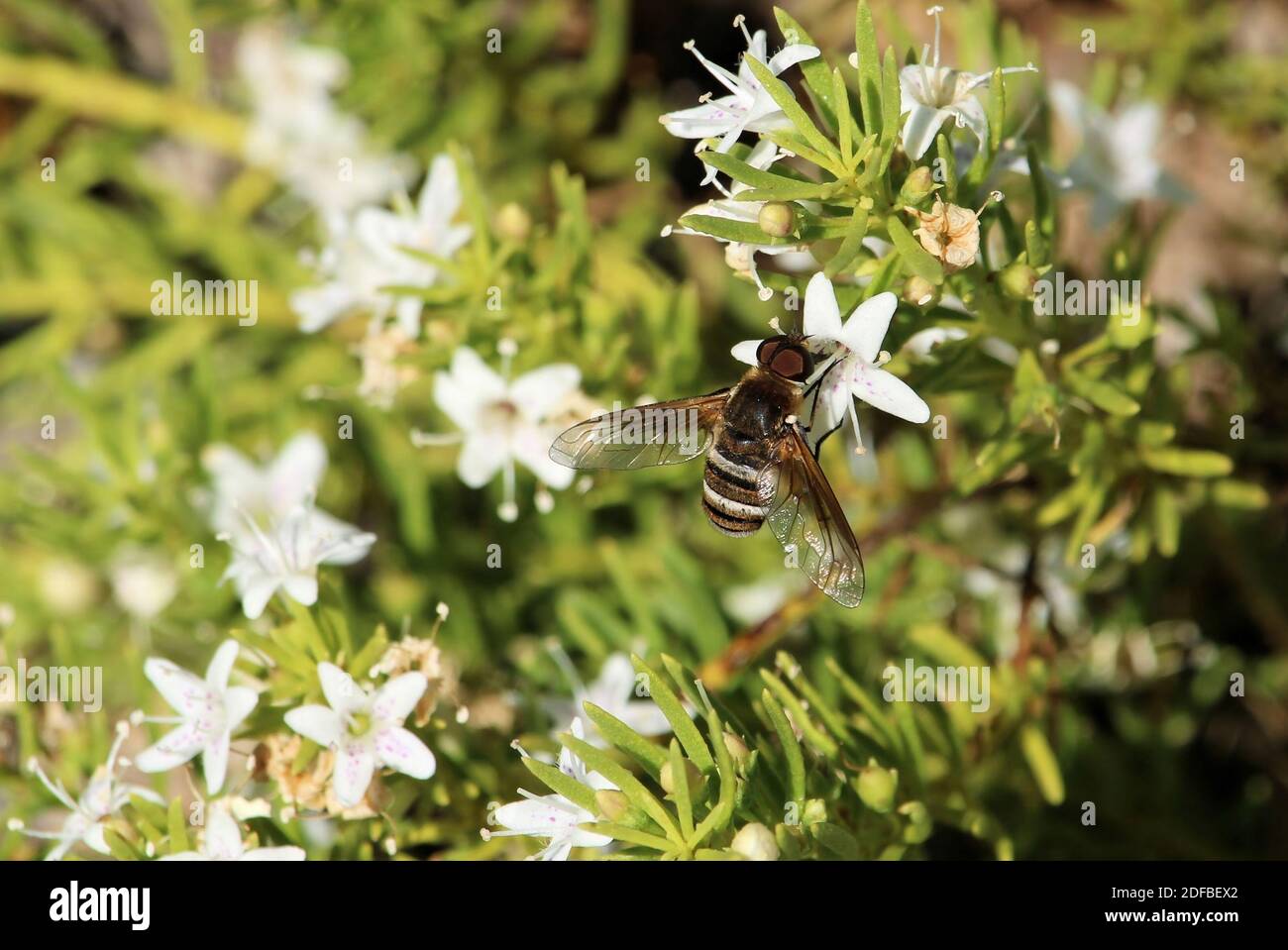 Banded Bee Fly (Villini) sipping nectar from Creeping Boobialla, South Australia Stock Photo