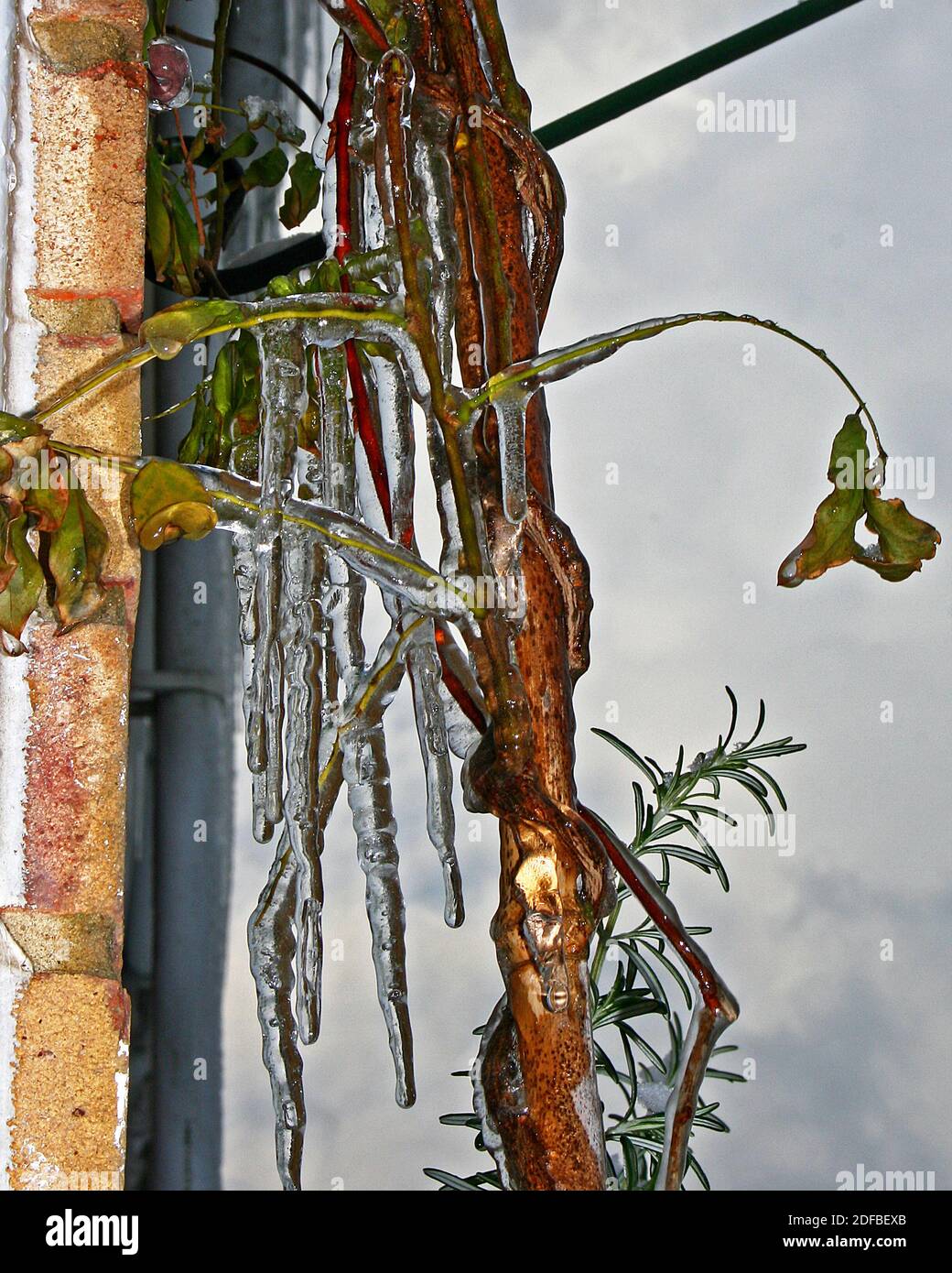 Freezing weather brings ice and icicles to England. Here the ice has encased the branches of a small tree. However after the thaw it was found healthy Stock Photo