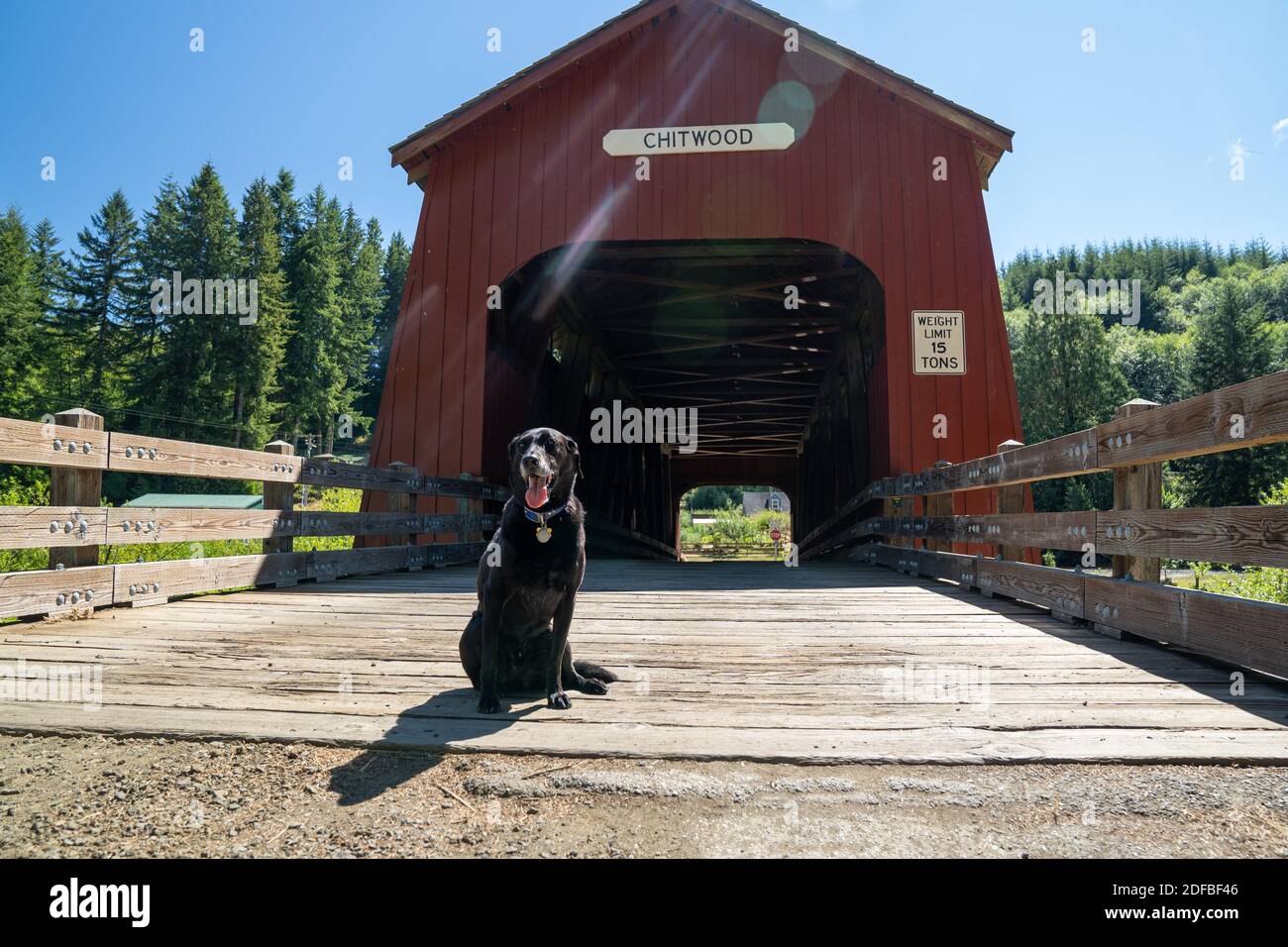 Labrador Bridge Black labrador retriever dog sits and poses at the Chitwood Covered ...